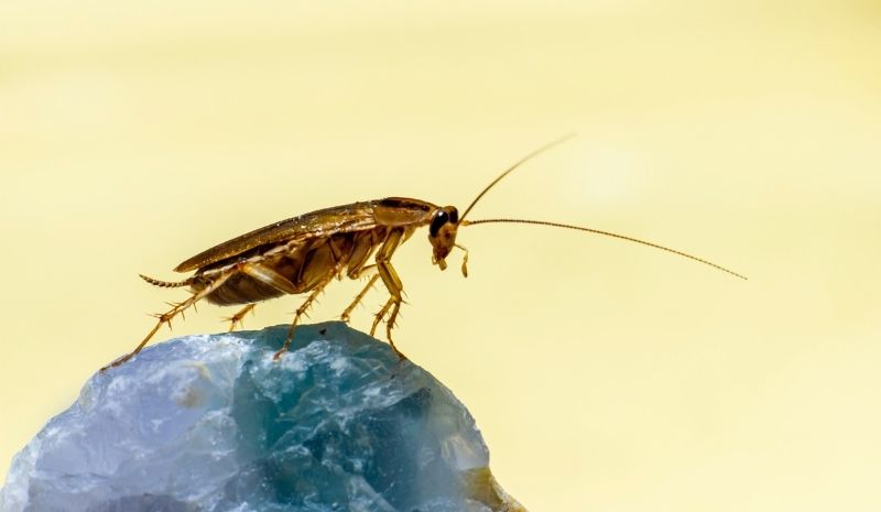 cockroach on a stone