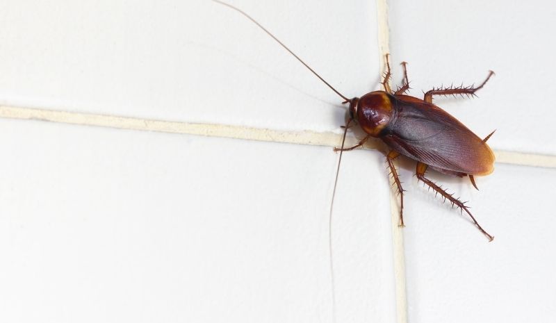 cockroach on a white wall tile