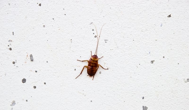 cockroach on a white wall