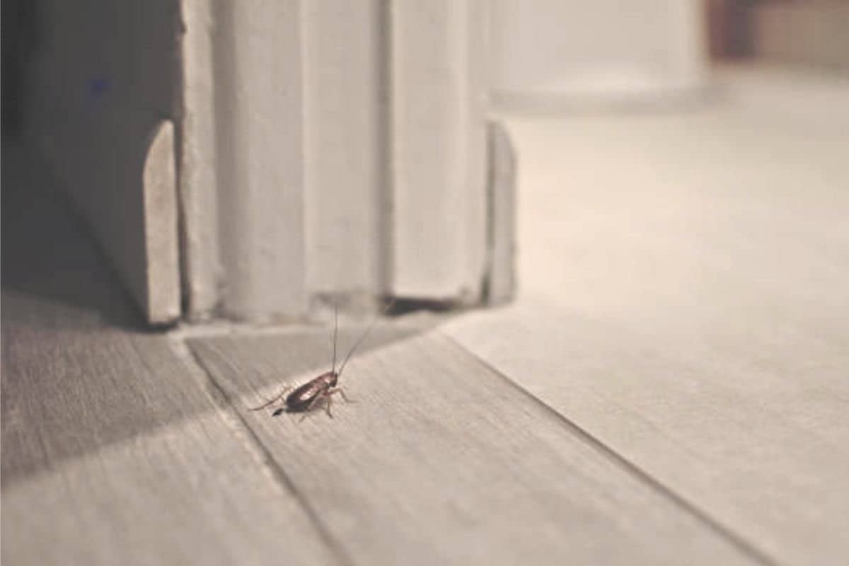 cockroach on a wooden floor