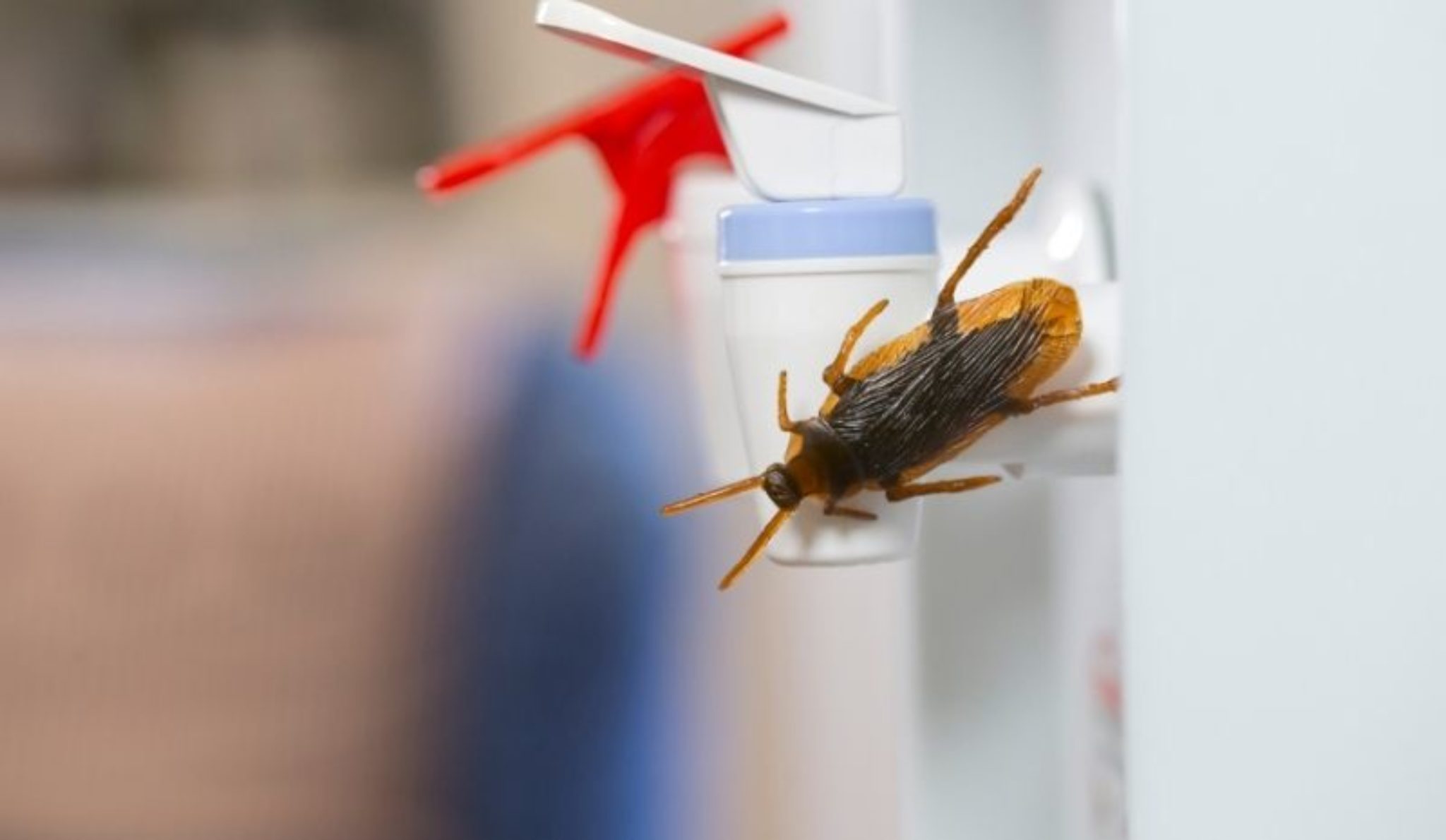 Does Baking Soda Kill Roaches and How Effective It Can Be