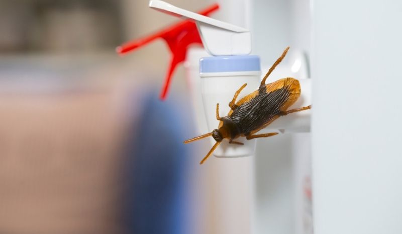 cockroach on detergent bottles