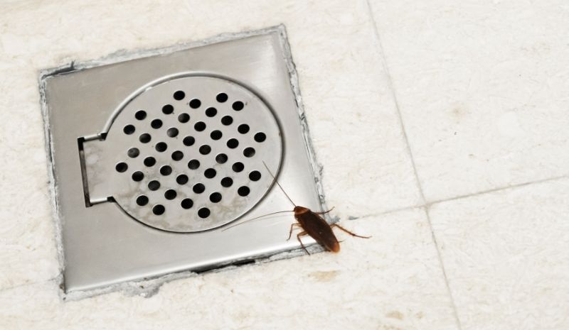 cockroach on floor of bathroom drain