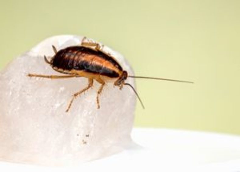 cockroach on food