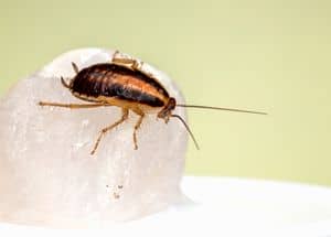 cockroach on food