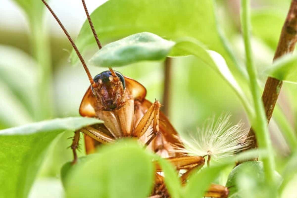 cockroach on green leaves