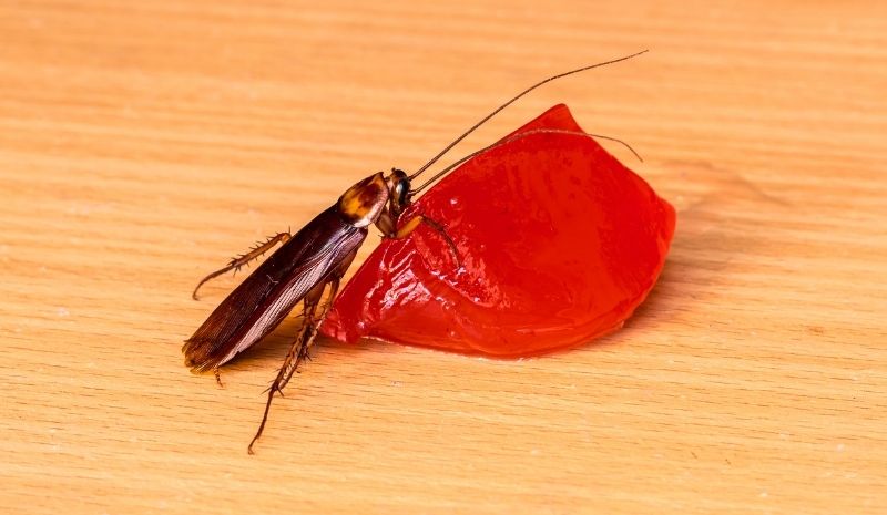 cockroach on orange food