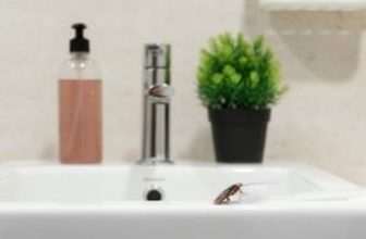 cockroach on the sink