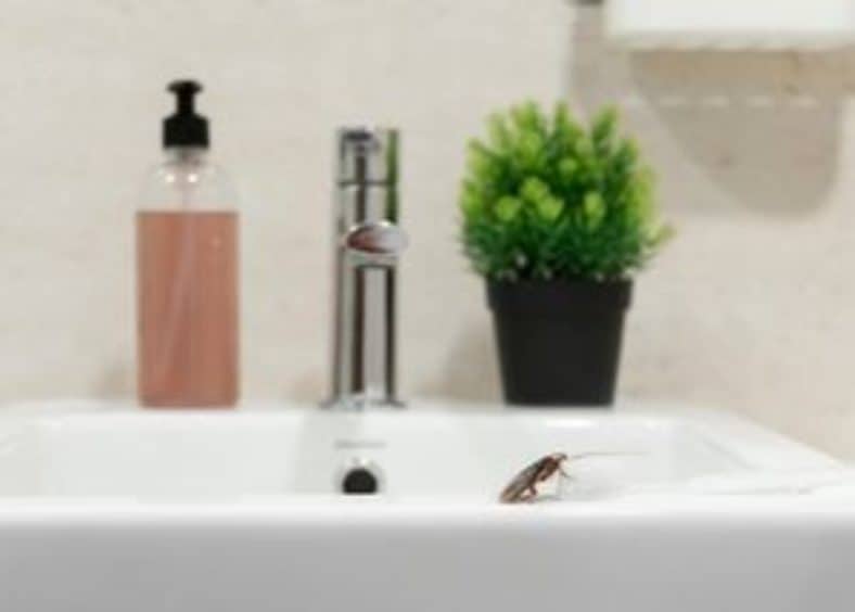 cockroach on the sink