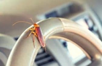 cockroach on steering wheel of the car