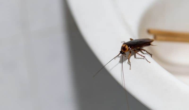 cockroach on the toilet rim