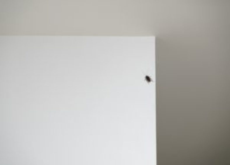 cockroach on the wall