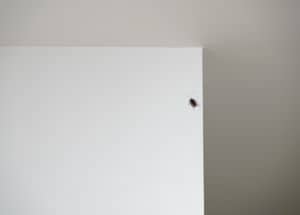 cockroach on the wall