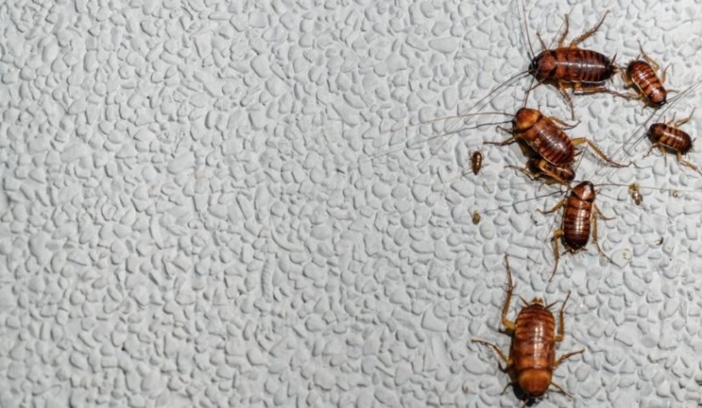 How To Get Rid Of Roaches In Walls: Easy Control & Prevention Guide