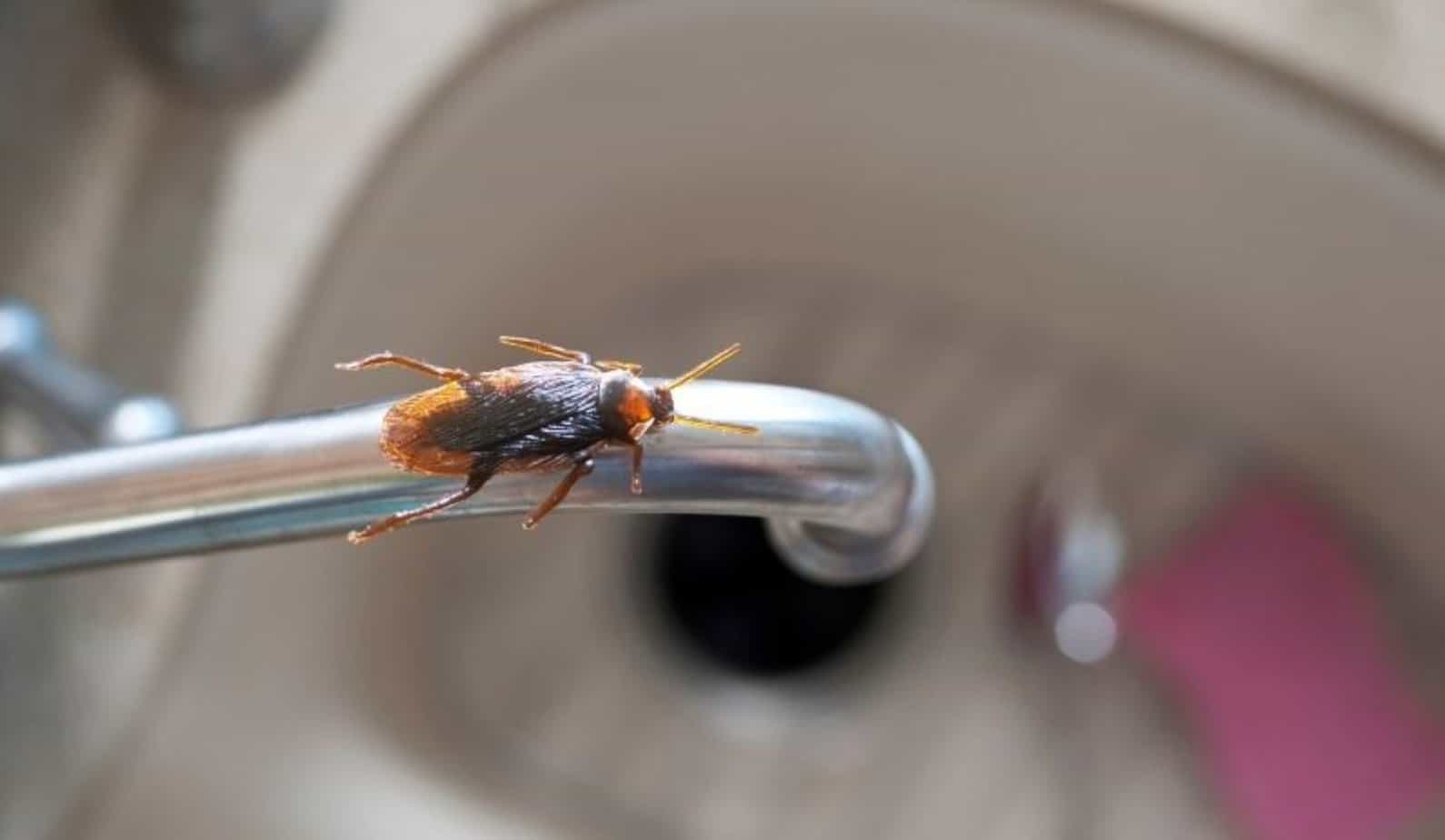 Where Do Roaches Come From In The Bathroom Effective Management Tips   Cockroach On Washbasin Faucet 2048x1190 