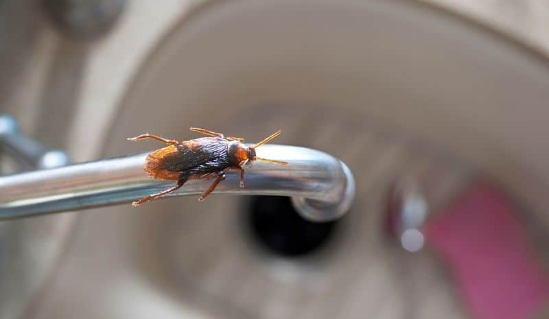 cockroach on the washbasin faucet