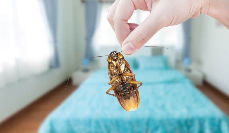 A cockroach was caught in the bedroom