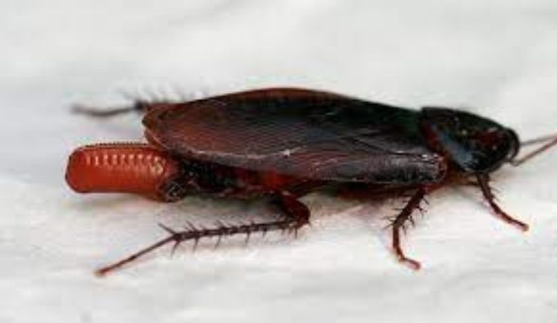 cockroach with an egg