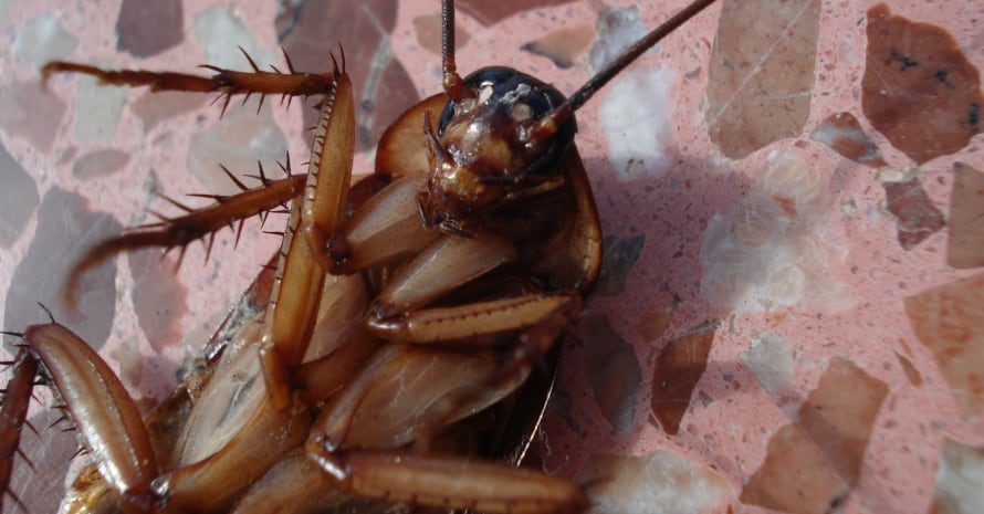 cockroach_animals_nature_dead