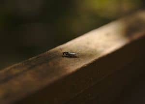 cockroaches at night