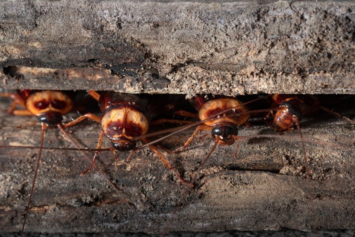 cockroaches crawl through the gap