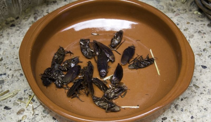 cockroaches in a brown bowl