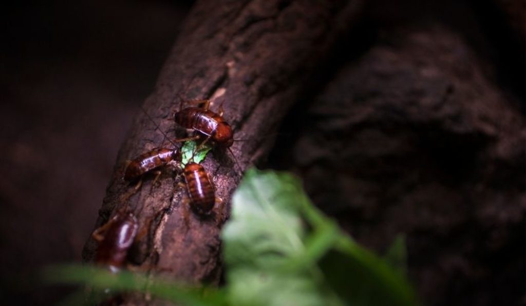 Cockroaches Outside My House At Night How To Spot And What To Do   Cockroaches In A Tree 1024x595 