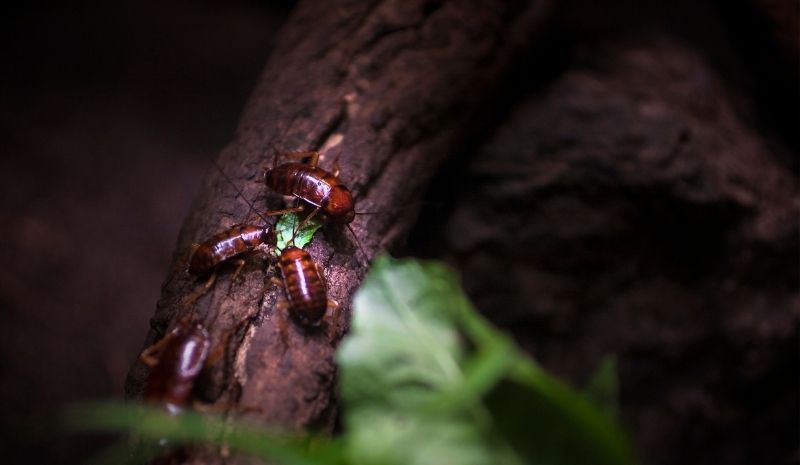 cockroaches in a tree