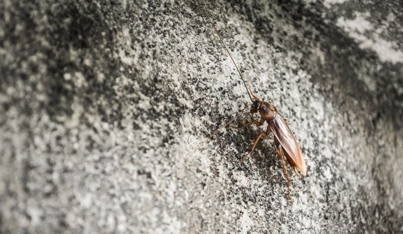 cockroaches on outside wall of house
