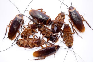 How To Get Rid Of Cockroaches 5 Best Roach Killers 2020