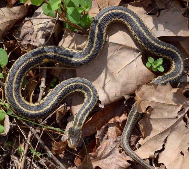 How to Get Rid of Garter Snakes: Safe & Simple Methods