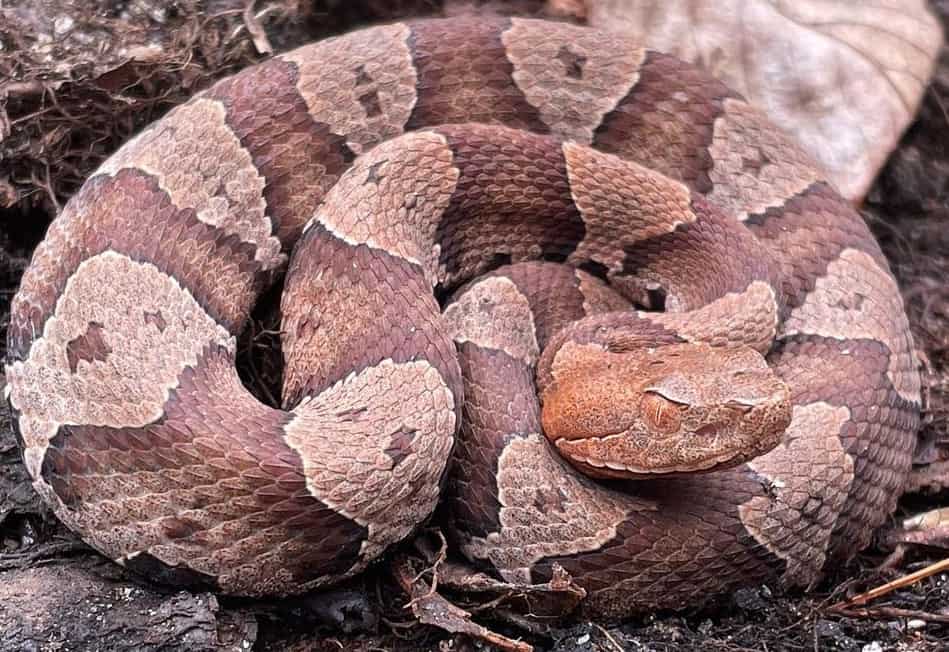 Copperhead snakes