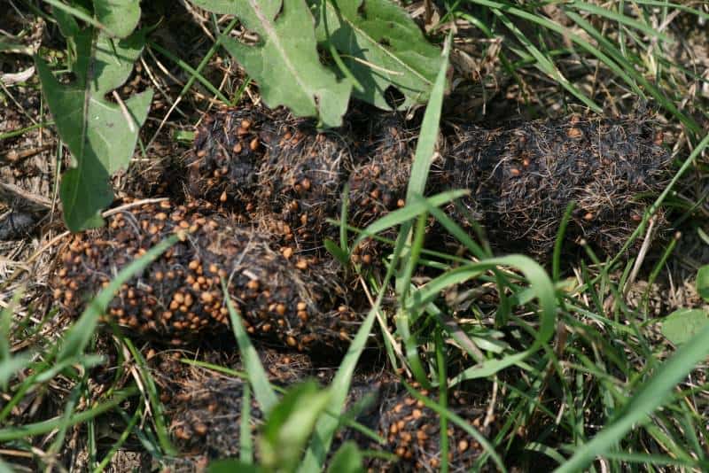 coyote turds with berries