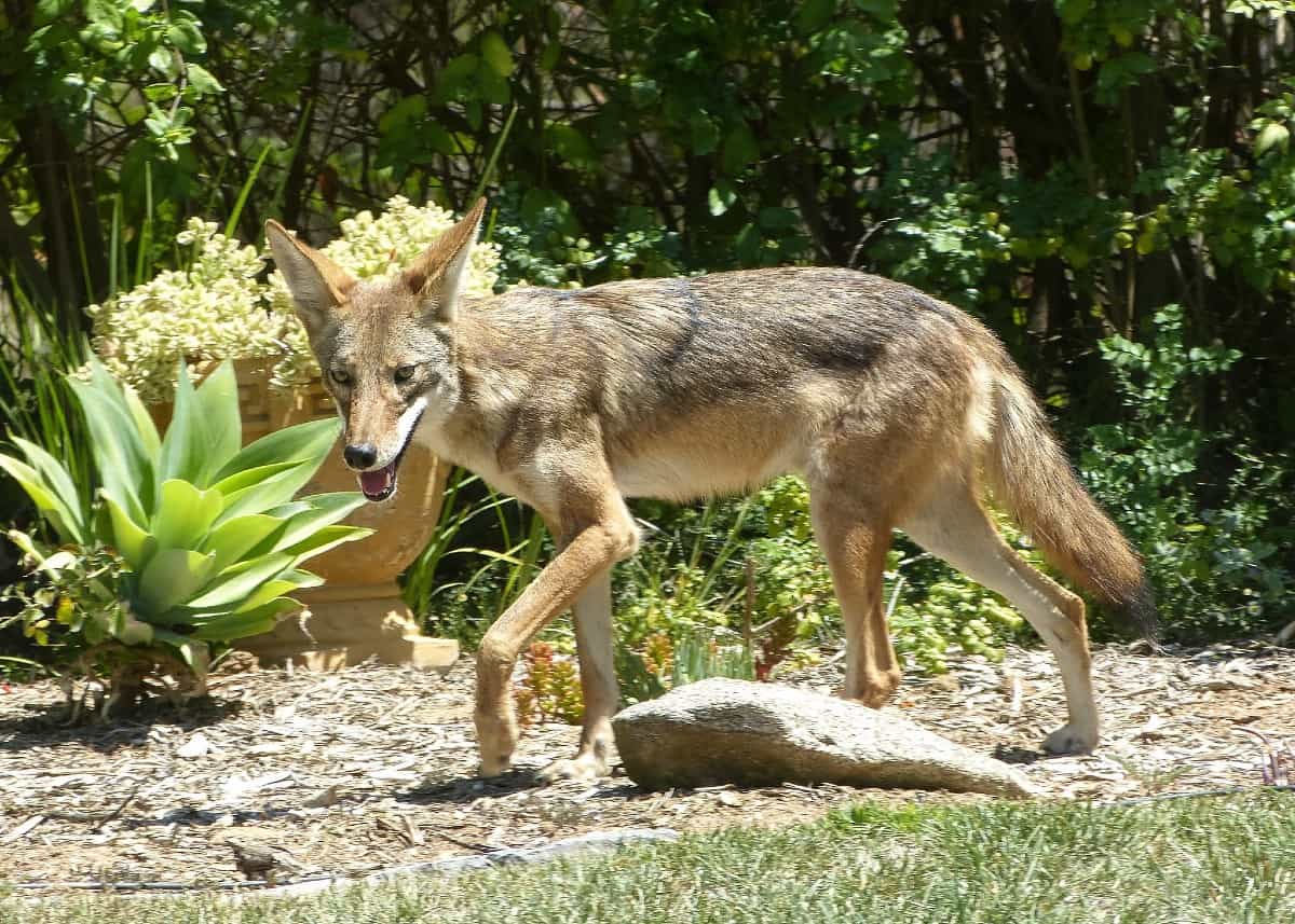 coyote walking