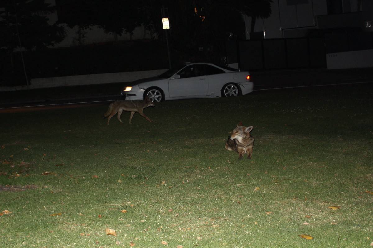 coyotes in a backyard