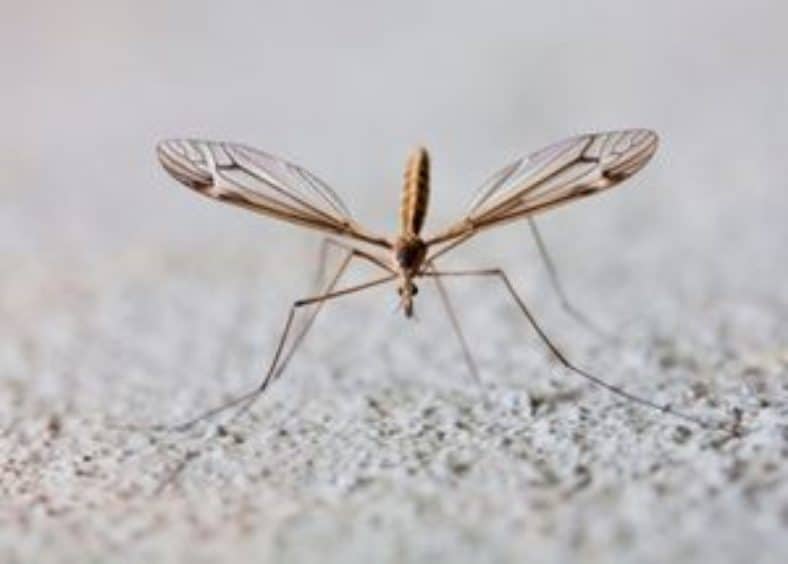 crane fly on asphalt