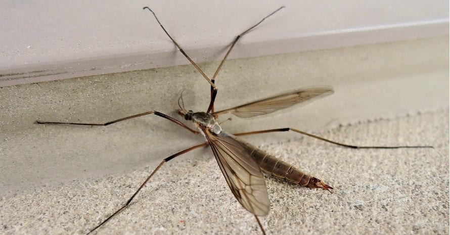 How To Get Rid Of Crane Flies Control Prevention Guide