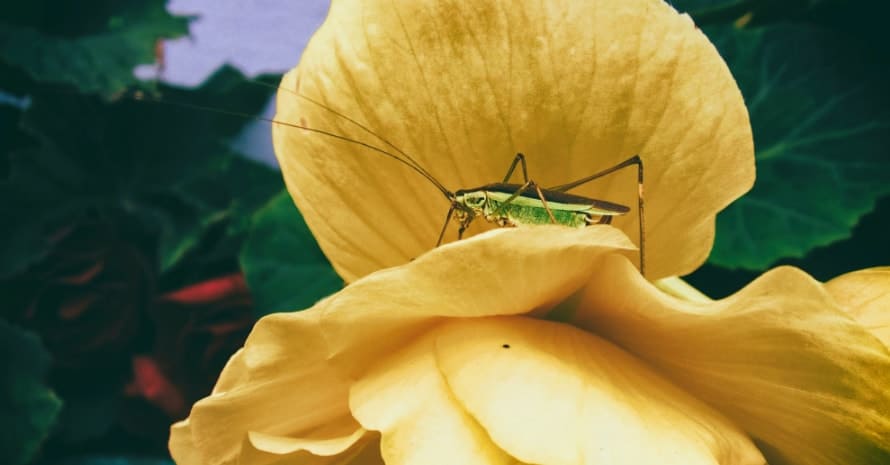 cricket on a flower