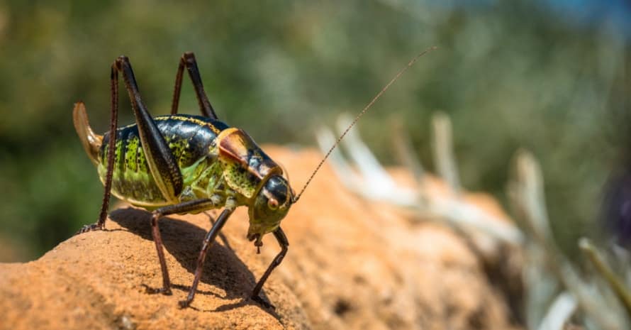 cricket on a stone