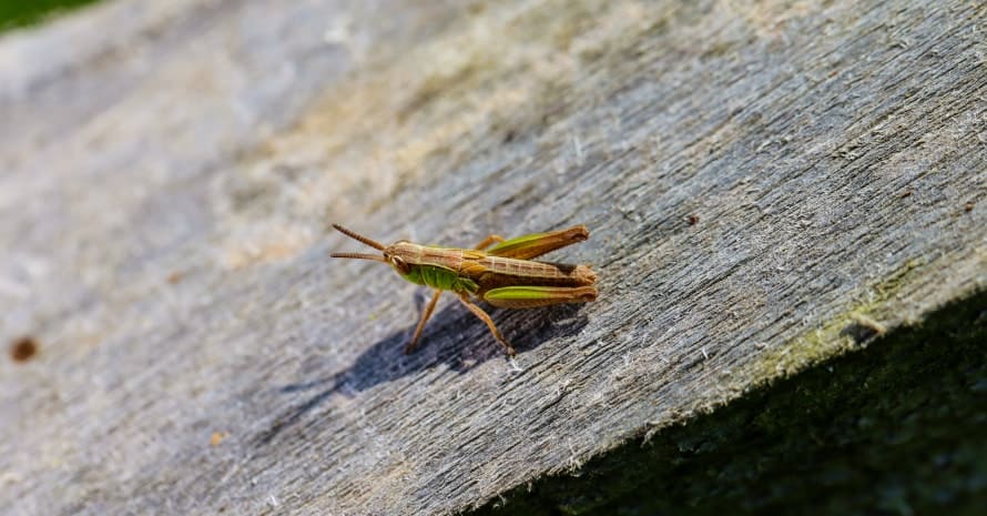 cricket on the board