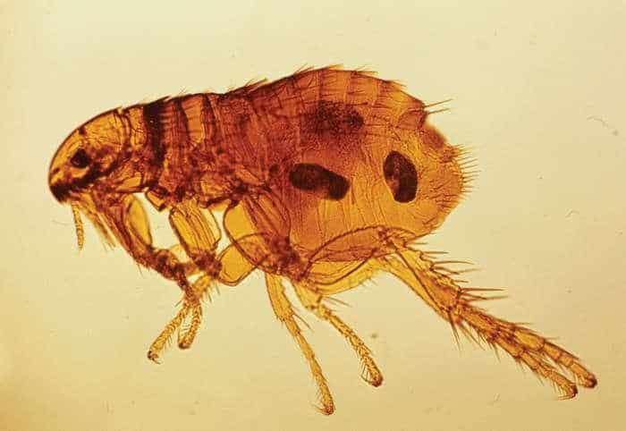 dog flea