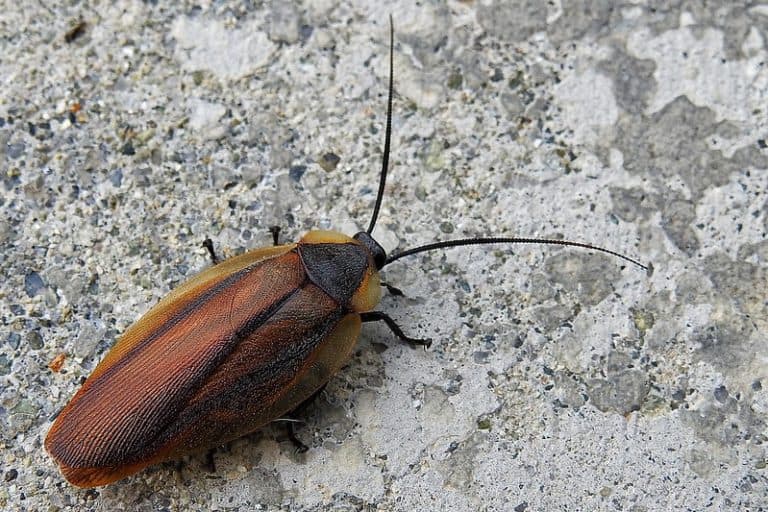 Bugs That Look Like Cockroaches But Arent With Pictures