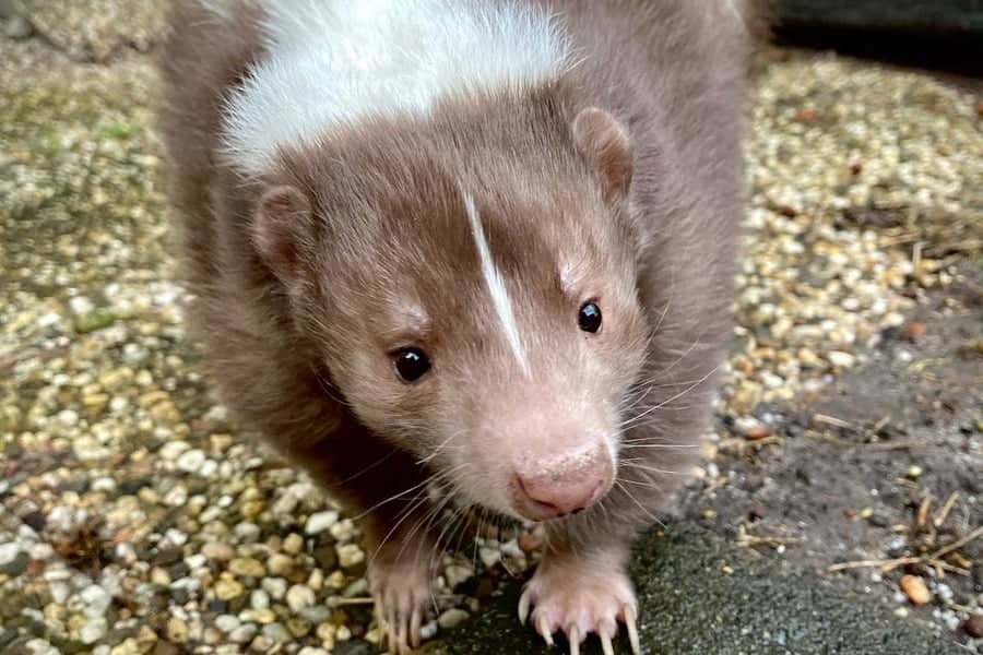 Brown skunk