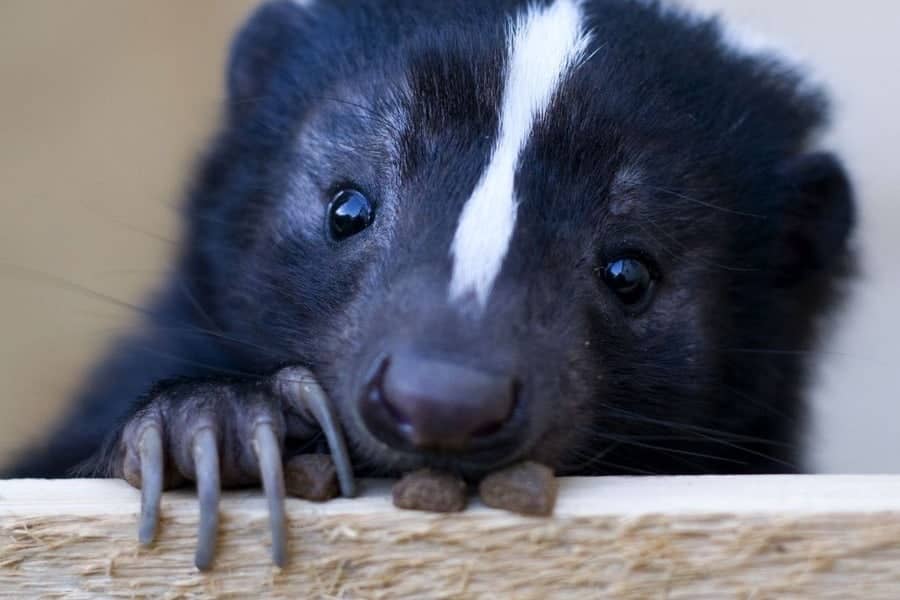 Cute little skunk