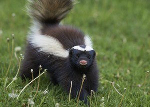 cute-skunk