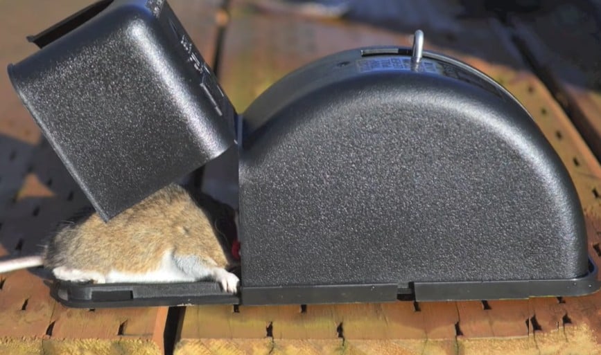 6x Mouse Snap Traps Rat Mice Squirrel Instant Kill Trap Rodent Reusable Catcher 