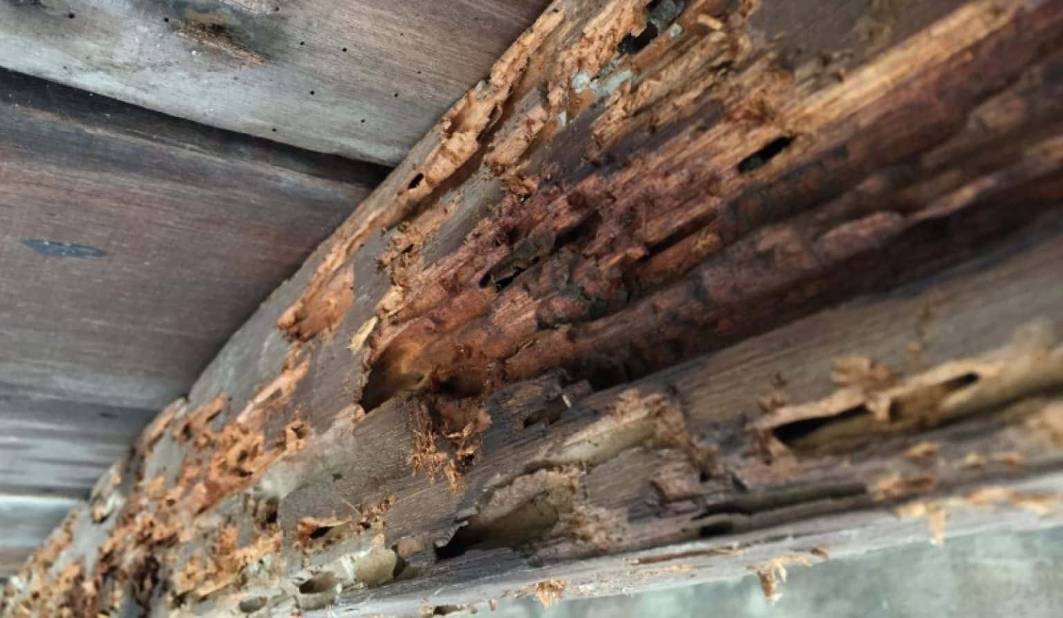 The Role Of Wood In Termite Infestations - Pest Control Hacks