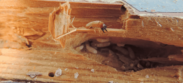 damages-by-termites
