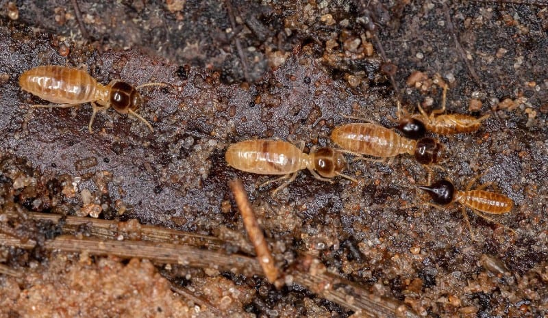 dampwood termite