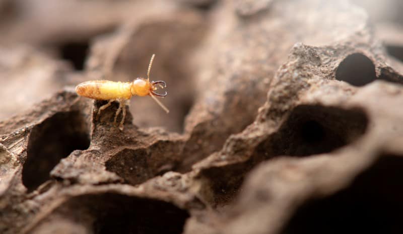 dampwood termites feeding habits